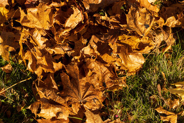 Colored maple tree foliage in autumn
