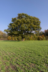 Changes in oak foliage in early autumn