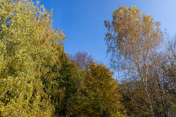 Fototapeta na wymiar Yellowing birch foliage in October