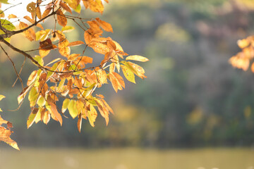 日本の紅葉した山の風景