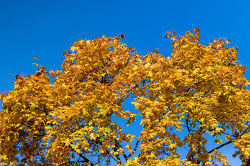 Fototapeta premium Deciduous trees in the autumn season with colorful foliage