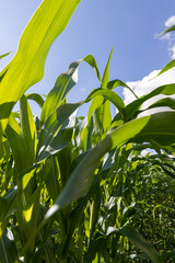 Green corn in a field in the sunny summer season