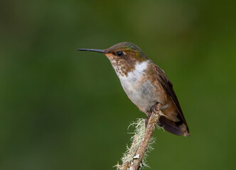 side view of a female volcano hummingbird perched on a branch