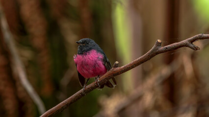 male pink robin perched on a stick at mt field national park in tasmania