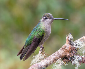 female Talamanca Hummingbird perching on a branch at a garden