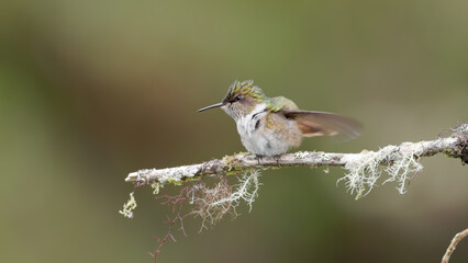female volcano hummingbird flapping its wings while perched