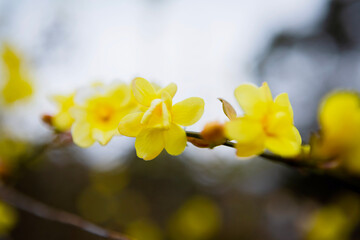 黄梅の花のクローズアップ	