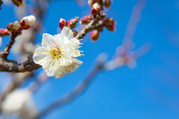 青空を背景に白梅の花	