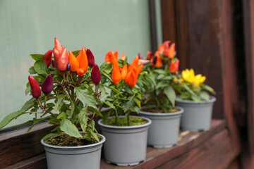 Capsicum Annuum plants. Potted rainbow multicolor and yellow chili peppers near window outdoors