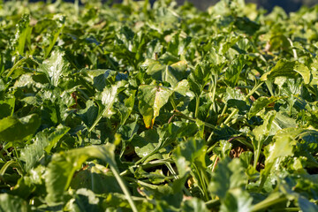 Old beet tops in the field in the autumn season