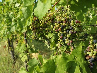 Bunches of fresh grapes growing in vineyard on sunny day