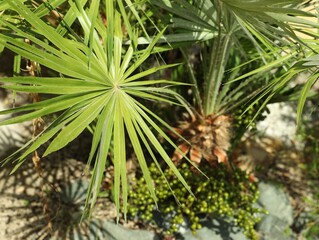 Beautiful green tropical plants growing in garden