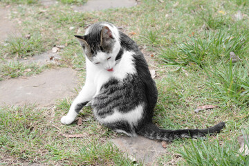 Lonely stray cat licking himself on green grass outdoors. Homeless pet