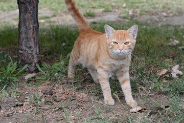 Lonely stray cat on green grass outdoors. Homeless pet
