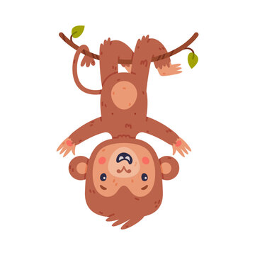 Funny cute baby monkey hanging upside down on vine. African tropical animal cartoon character vector illustration