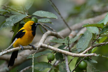 Turpial monta&ntilde;ero p&aacute;jaro amarillo