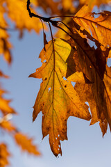 Orange dry oak foliage in the autumn season