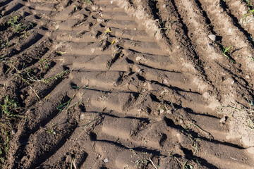 Traces of a tractor or other large machinery on the soil in the field