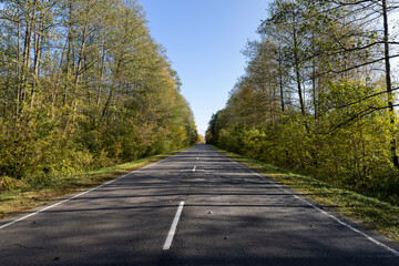 Fototapeta premium Yellowing foliage in the autumn season