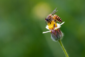 Honey bee is sucking the honey from small white flower with blur background