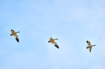 Snowgeese in Flight against Blue Sky. Three Snowgeese in flight against a blue sky.

