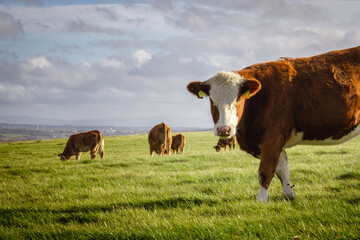 Hereford cattle on pasture. Close up of cow on the green fields of Northern Ireland, UK - obrazy, fototapety, plakaty