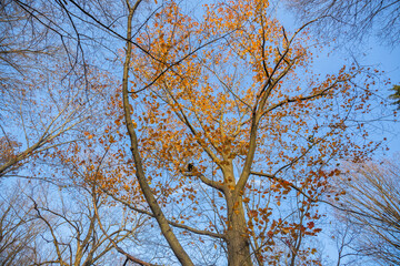 Foliage: End of the Autumn, Ottawa, Canada