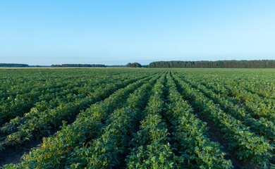 Fototapeta na wymiar Potato field with green plants