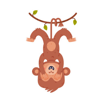 Funny cute baby monkey hanging on vine with his tail. African tropical animal cartoon character vector illustration
