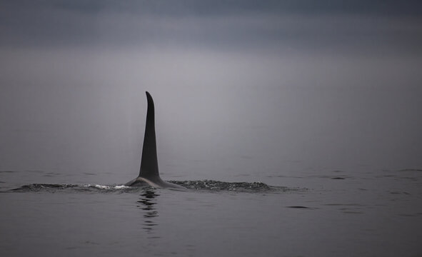 Grampus Bilder Durchsuchen 25,820 Archivfotos, und