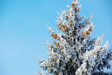 Spruce tree with cones in the snow and hoarfrost against the blue sky.