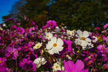 風土記の丘のコスモス