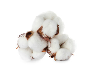 Beautiful fluffy cotton flowers on white background