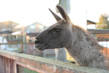 Cute llamas in paddock at zoo on sunny day