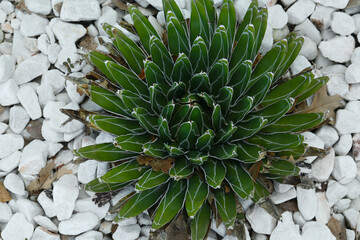 Obraz premium Beautiful green agave growing outdoors, top view. Succulent plant