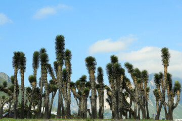 Many beautiful Joshua trees under cloudy sky
