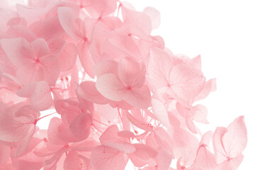 Beautiful pink hortensia flowers on white background, closeup