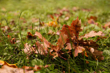 Fallen autumn leaves on green grass outdoors