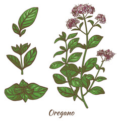 Color Oregano Plant and Leaves in Hand Drawn Style