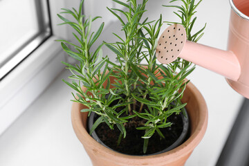 Watering beautiful green potted rosemary on windowsill indoors