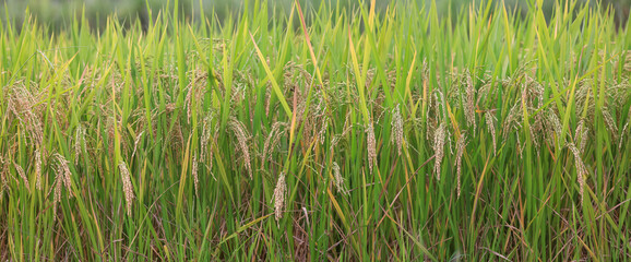 Close up view of rice field in rural India.