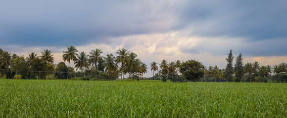 Panoramic view of a rural agricultural landscape in Karnataka, India.