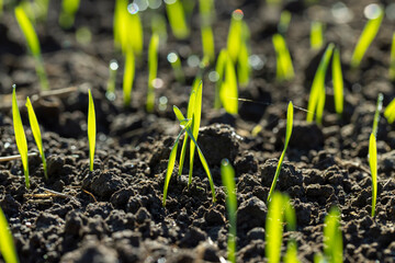 A farmer's field where wheat is grown to harvest grain