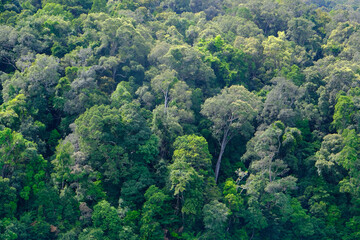 aerial view of dark green forest Abundant natural ecosystems of rainforest. Concept of nature  forest preservation and reforestation.