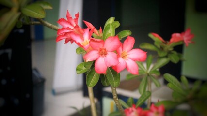Adenium obesum flowers on yard 