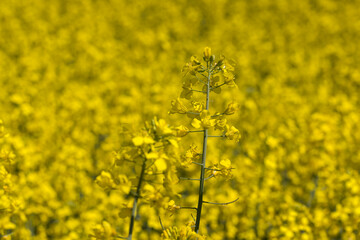 Obraz premium Yellow-flowering rapeseed in the summer