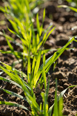 Winter wheat variety covered with dew drops