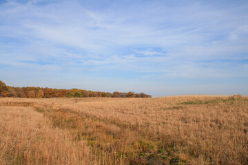 field of wild grass