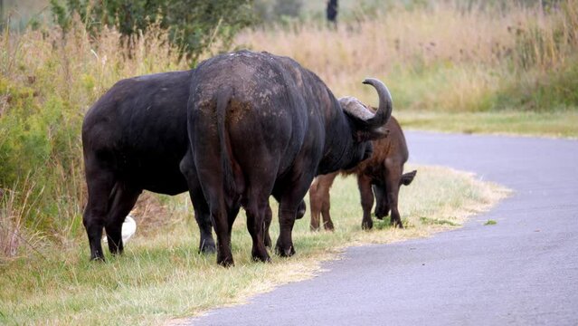 tracking shot of a herd of buffalos walking along a safari road in africa