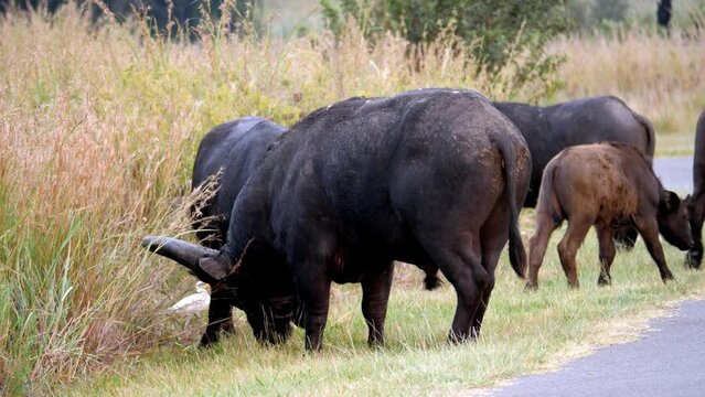 Male African Buffalo shows large testicles to camera while chewing on dinner